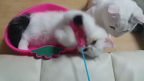 A little cat playing punchball.