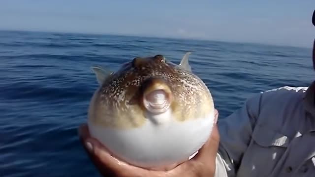 Puffer fish, Fish or ball?