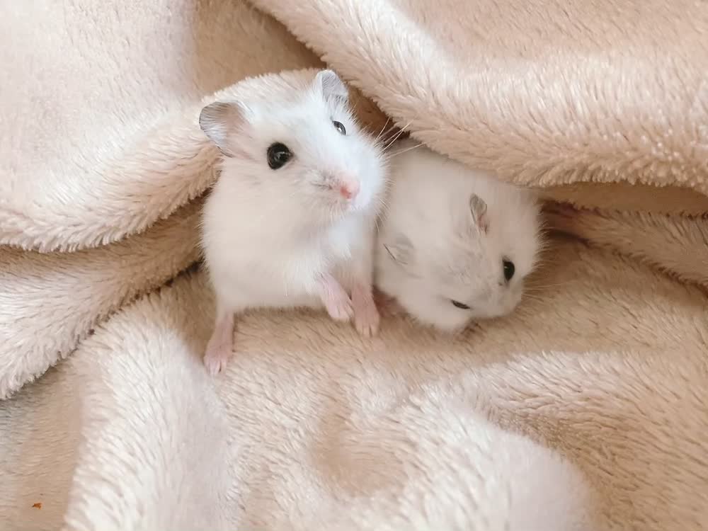 Happy Hamsters Family