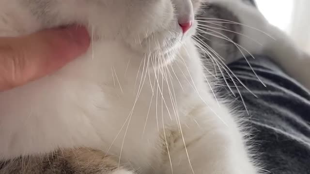 Cute cat viral cute cat