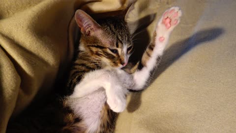 Cute Kitten Is Grooming Himself