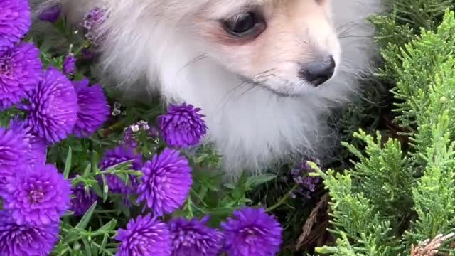 Cute Puppy Video #15