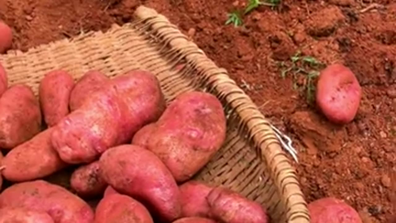 Harvest Potatoes! #farming #agriculture