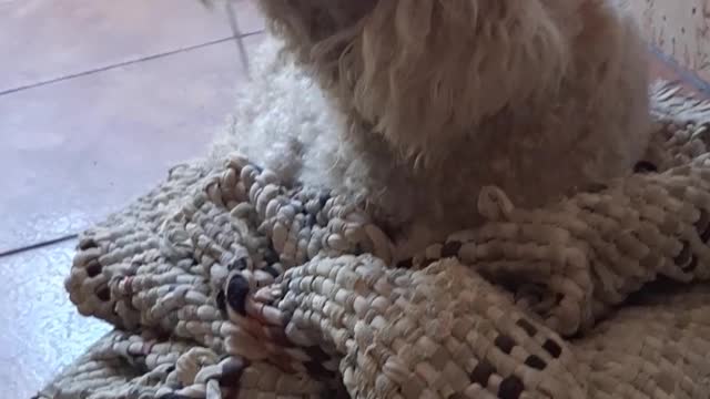 Pendrywer my Dog.