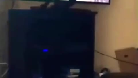 Funny animals 🐈 😅🙈 - Shorts