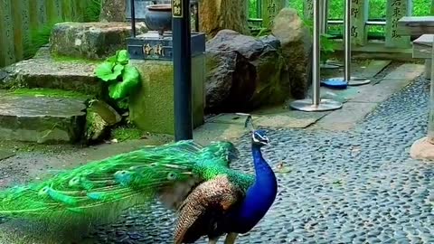 Peacock