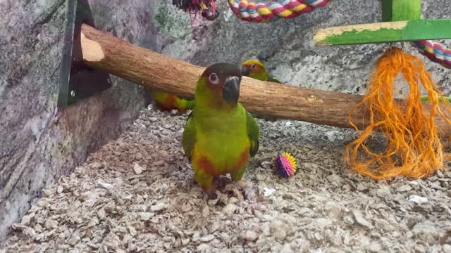 NanSun Conure?? Nanday + Sun Conure Hybrid