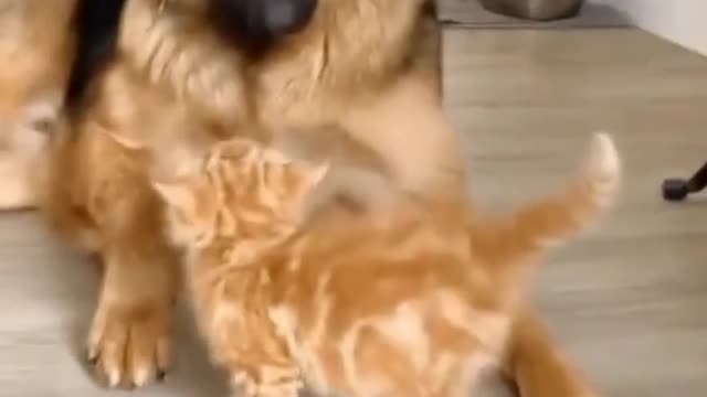 brave cat