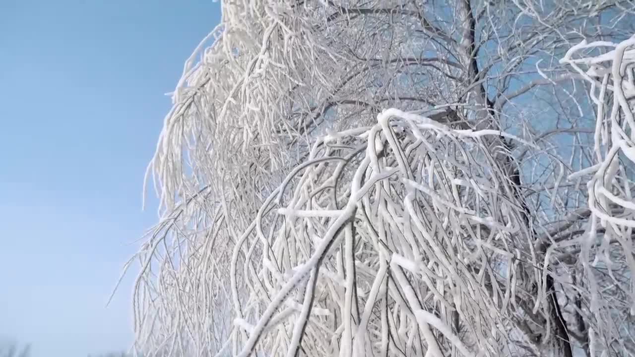 If you've never seen a fog pine before, check it out