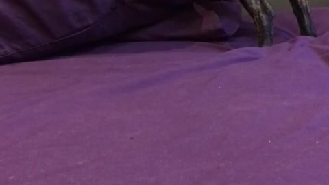 Black dog playing in bed with pillow falls off bed