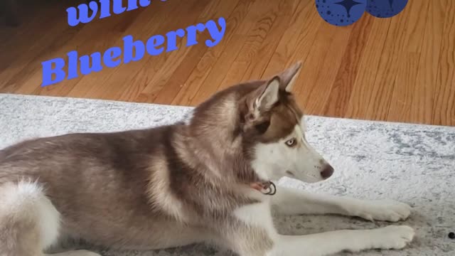 Daisy playing with a Blueberry