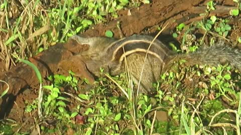 squirrel eating Termite