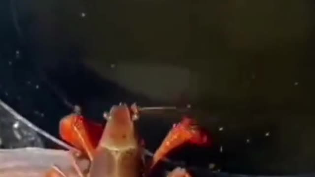 In an oil pan, Shrimp suicide scene!