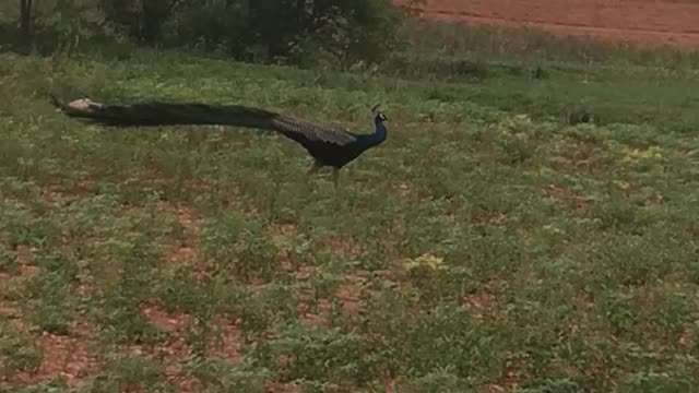 Beautiful Peacock walking in forest