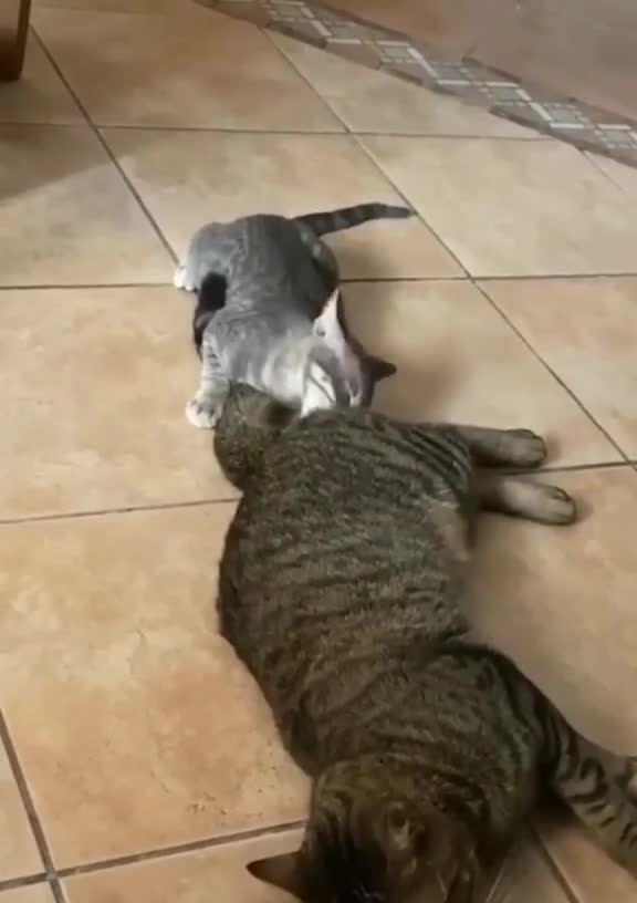 compilation | baby animals 79 | cute animals 79 | kids #shorts