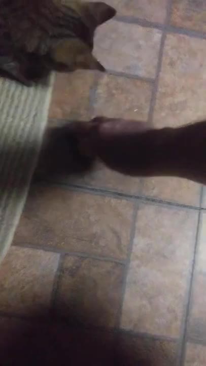 My new kitty is obsessed with ice cubes.