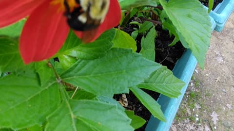 Pollination