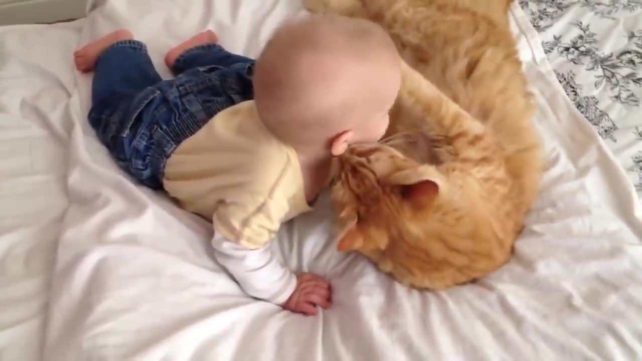 Cats Meeting Babies (funny compilation)