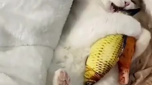 #cute cat#shorts