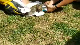 Raccoon Stuck in a Jar