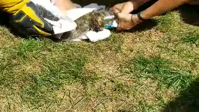 Raccoon Stuck in a Jar