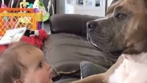 Dog's Hiccups Scares Baby | #Shorts​ | Dogs Gonna Conquer