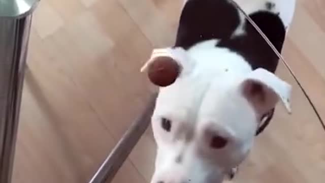 #shorts Funny dog😻😻 videos, Funniest animals🐈🐈 |Funny creatures 'life
