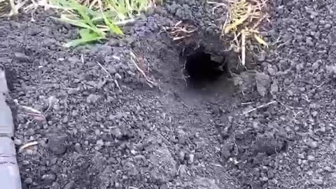 Blowing Up Gopher Holes