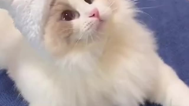 Funny cute cat