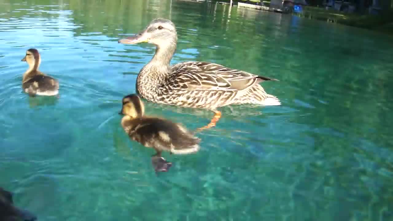 Ducks swimming underwater - crystal clear water - close up