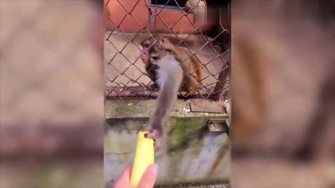 Angry Monkey