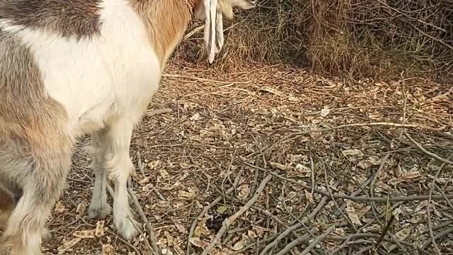 Beautiful DDP Goat Breed In Pakistan