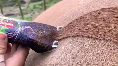 Horse trim