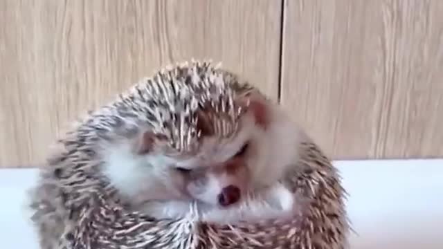 hedgehog Beautiful animal