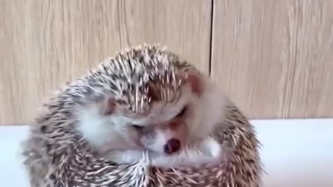 hedgehog Beautiful animal