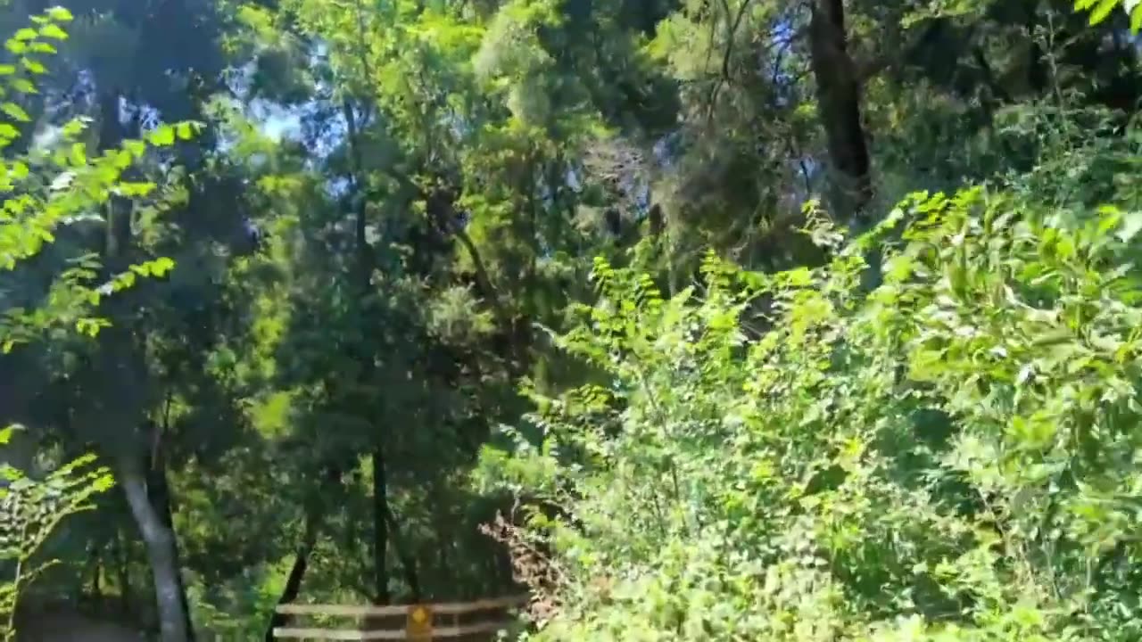 Cool Forest Walk (with music)