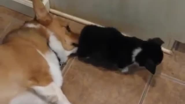 corgi and pup's butt