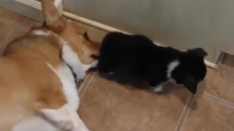 corgi and pup's butt