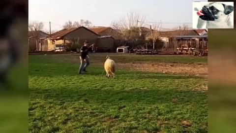 Funny Sheep Attacking