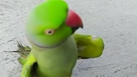 Parrot 🦜 sound just listen