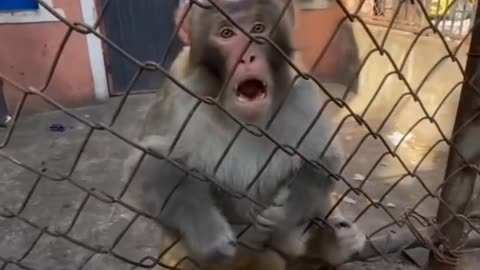 Monkey in the angry😤😤