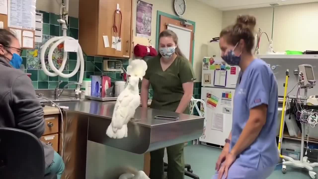 male umbrella cockatoo socializing with Vet Hospital Staff #cuteanimals #animal dance