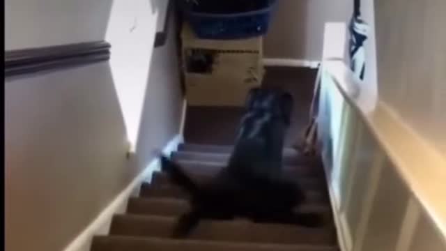 3 Ways Dogs Go Down Stairs 😂😂😂😂