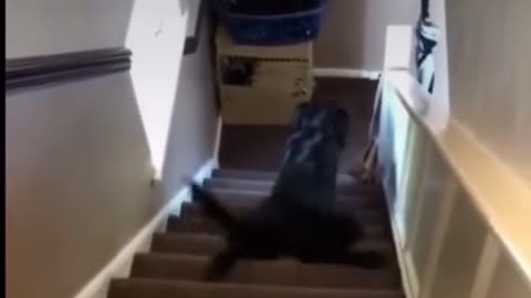 3 Ways Dogs Go Down Stairs 😂😂😂😂