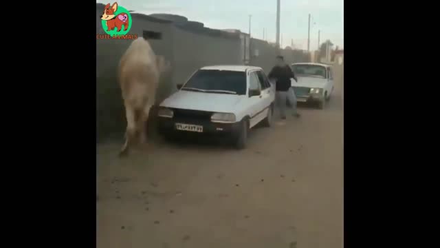 🐪 Camel chasing a man. - Funny Animals