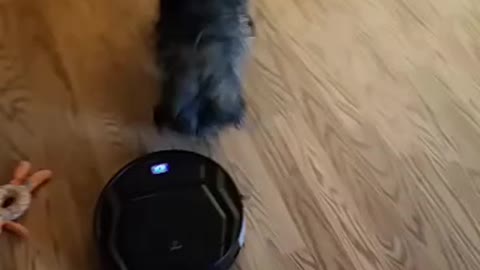 Loki meets the robot