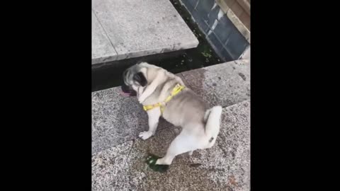 Funniest Cats And Dogs - Best Of The 2022 Funny Animal Videos.#42