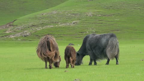 Gray and brown yaks grazing in the grassland