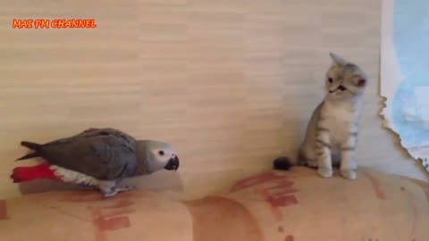 Funny Parrots Annoying Cats Compilation 2021