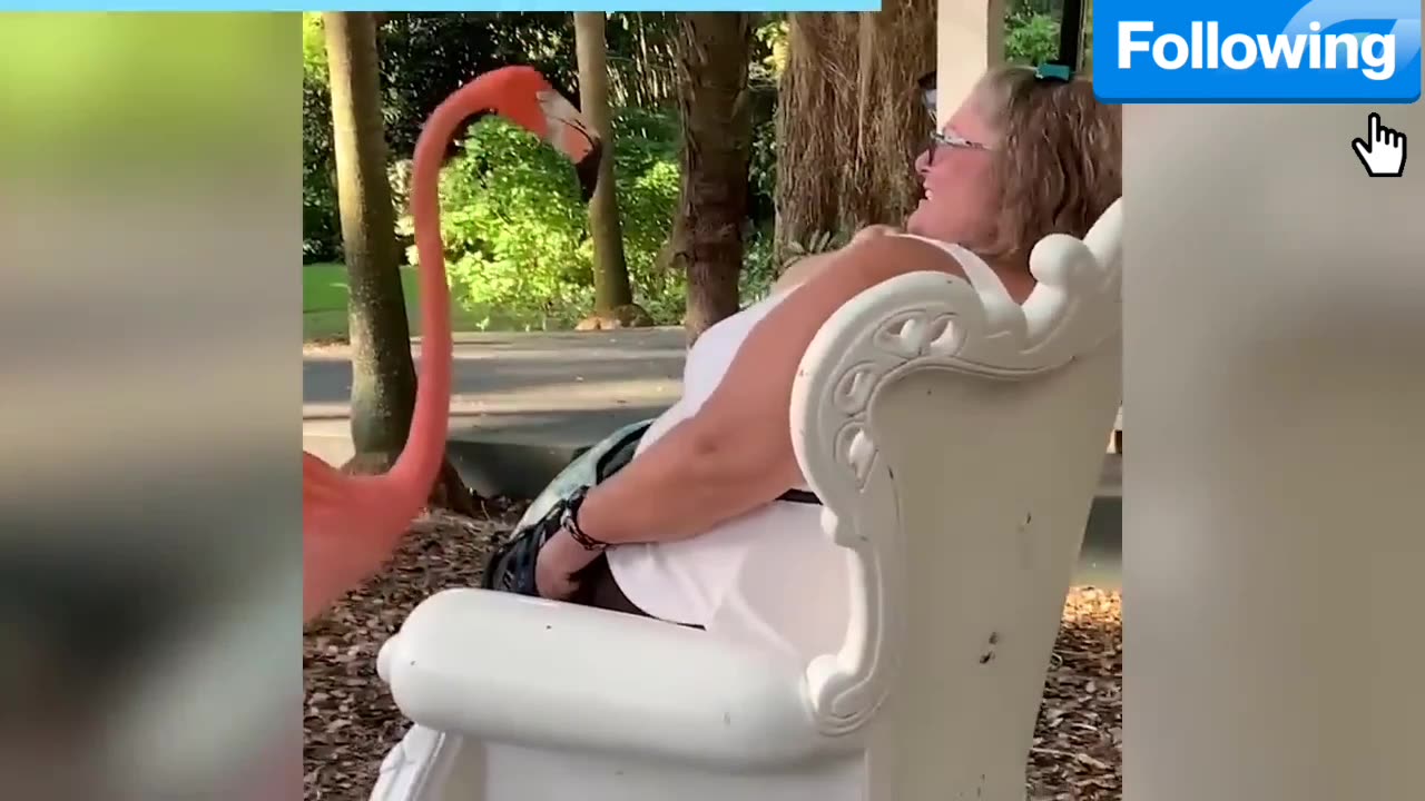Try not To Laugh ANIMAL VERSION (Impossible Challenge)